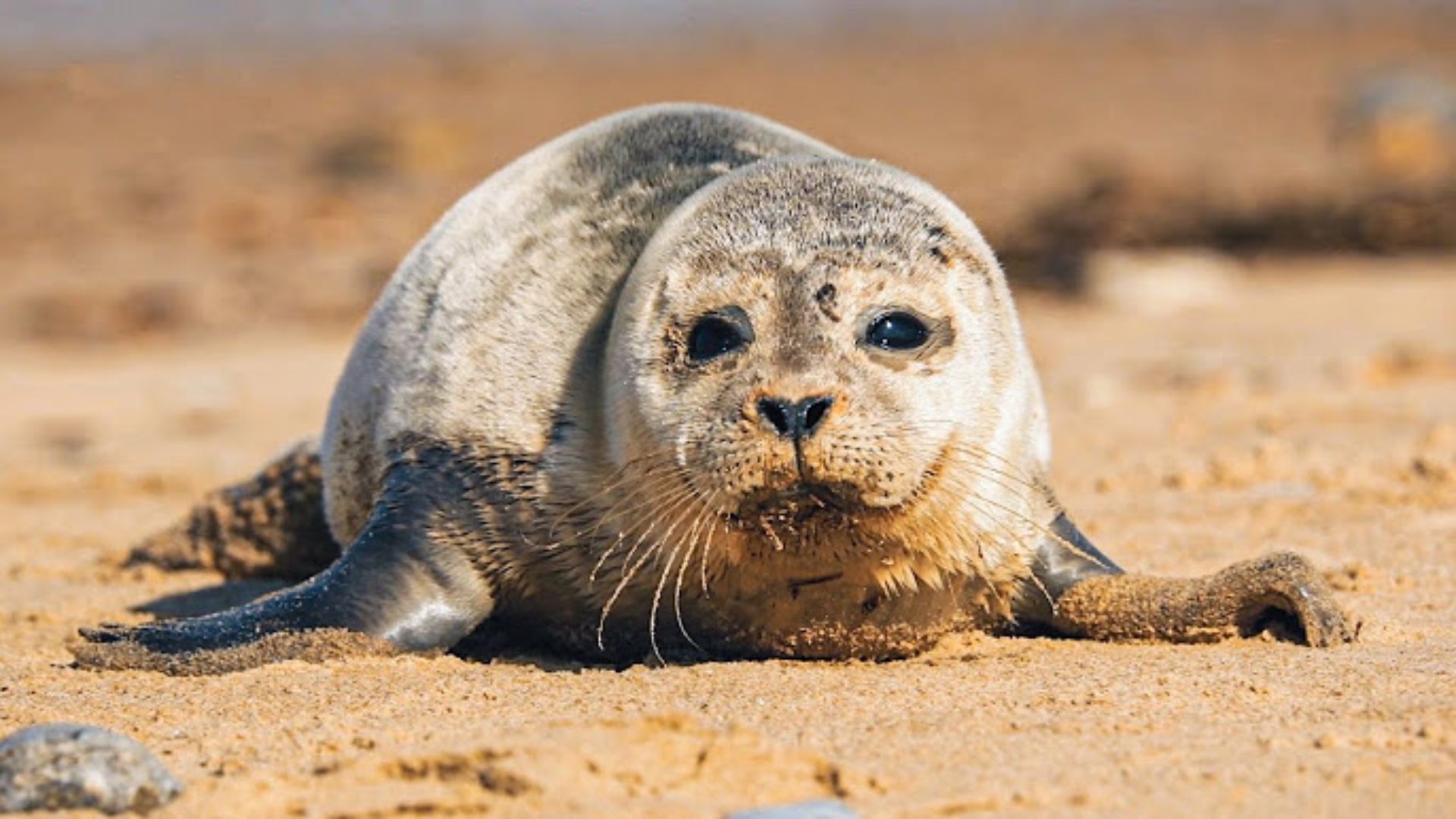 BBC Earth - The Science of Cute