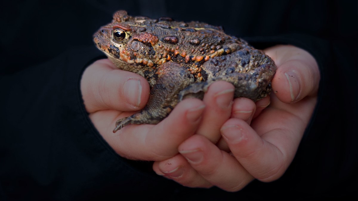 Toad People